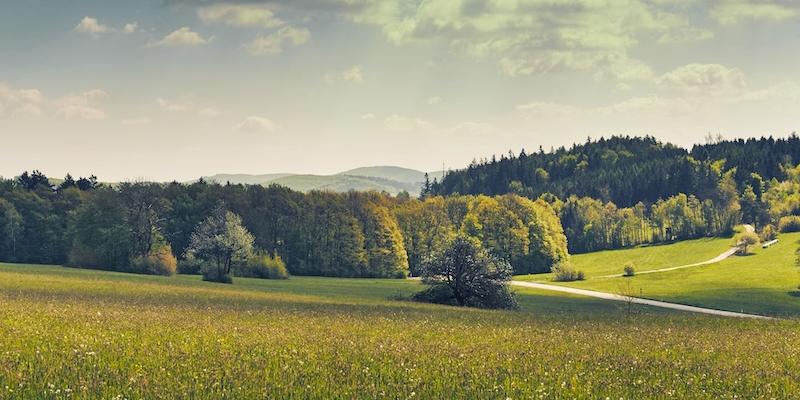 Waldweg mit hohen Bäumen am Troppberg, ideal für Spaziergänge und Wanderungen.