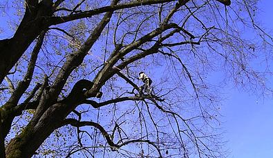 Großer Baum ohne Blätter an dem Männer Äste ausschneiden im Wiener Prater