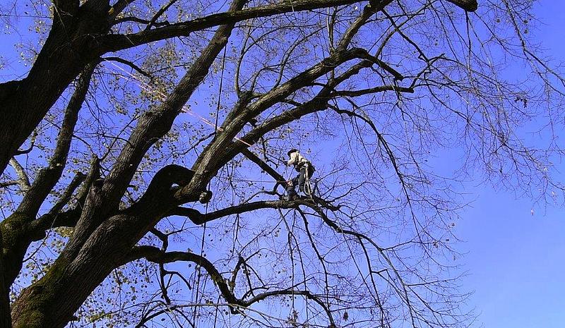Großer Baum ohne Blätter an dem Männer Äste ausschneiden im Wiener Prater