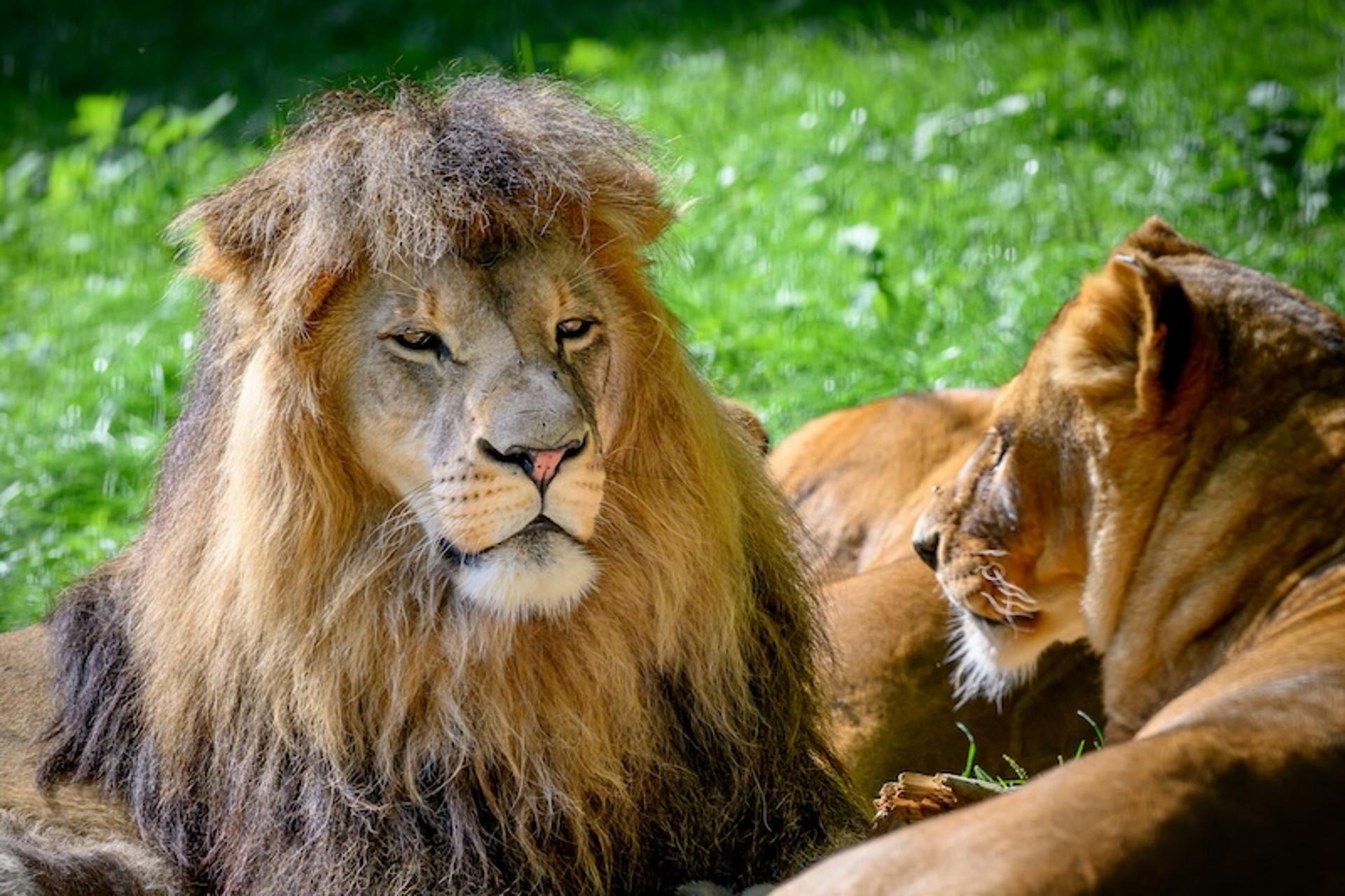 Löwen im Tierpark Stadt Haag