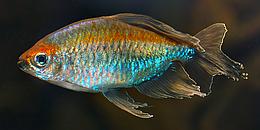 Fisch