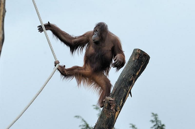 Orang-Utan-klettert-im-Freigehege
