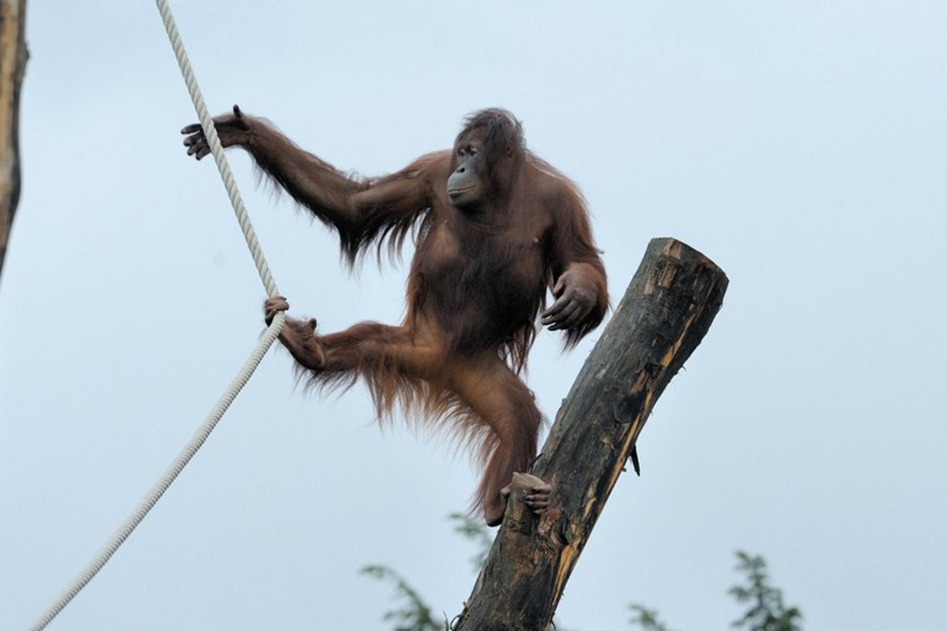 Orang-Utan-klettert-im-Freigehege