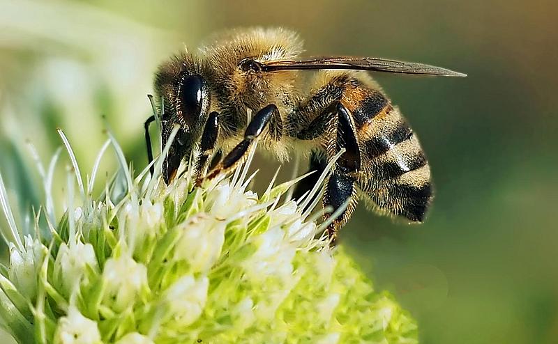 Biene auf grüner Blüte
