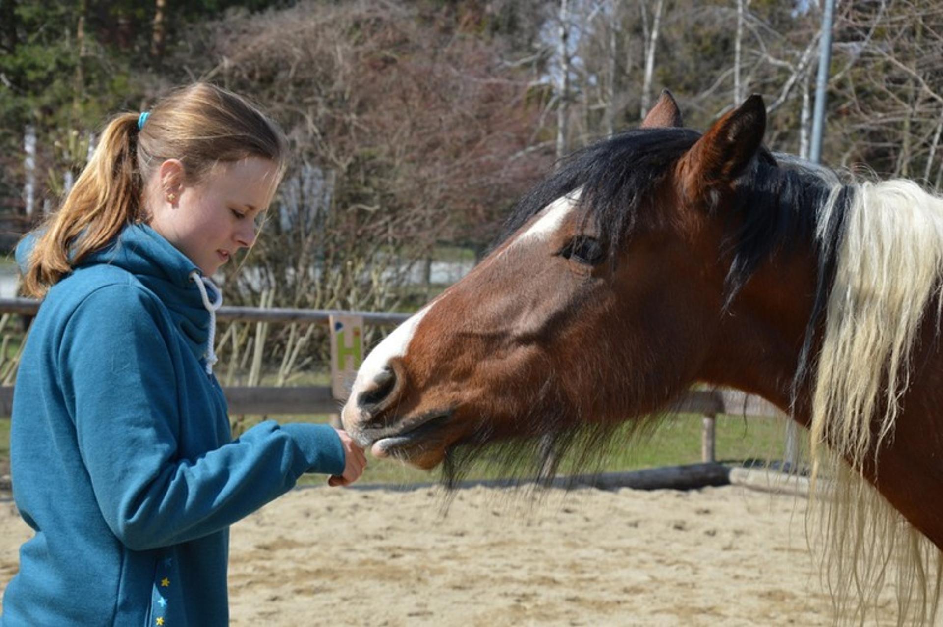 Mädchen füttert Pferd
