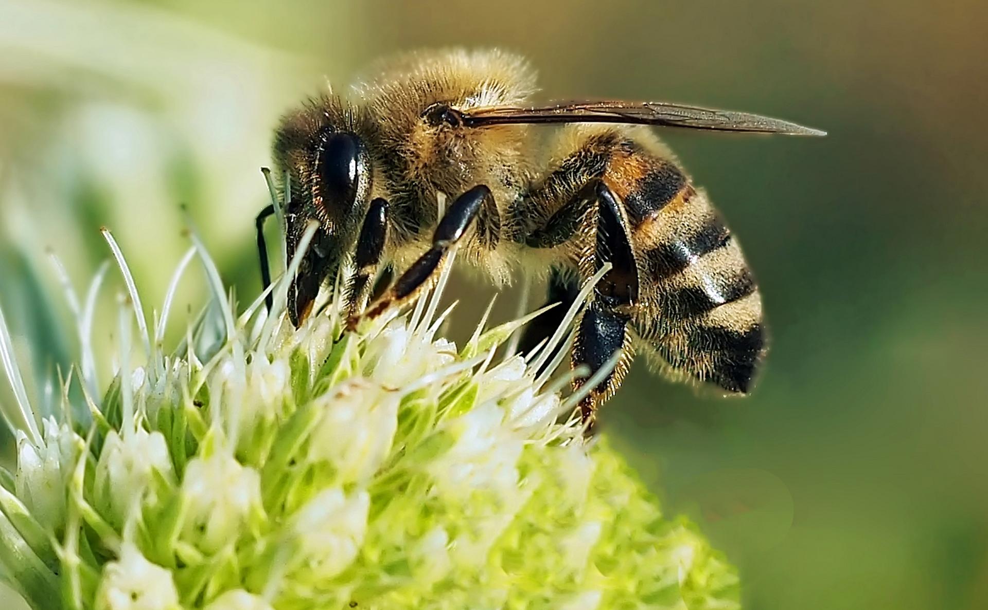 Biene auf grüner Blüte