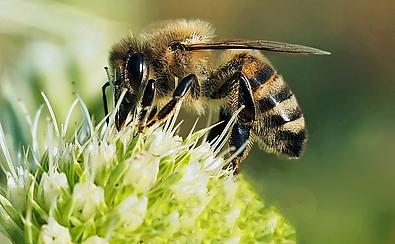 Biene auf grüner Blüte