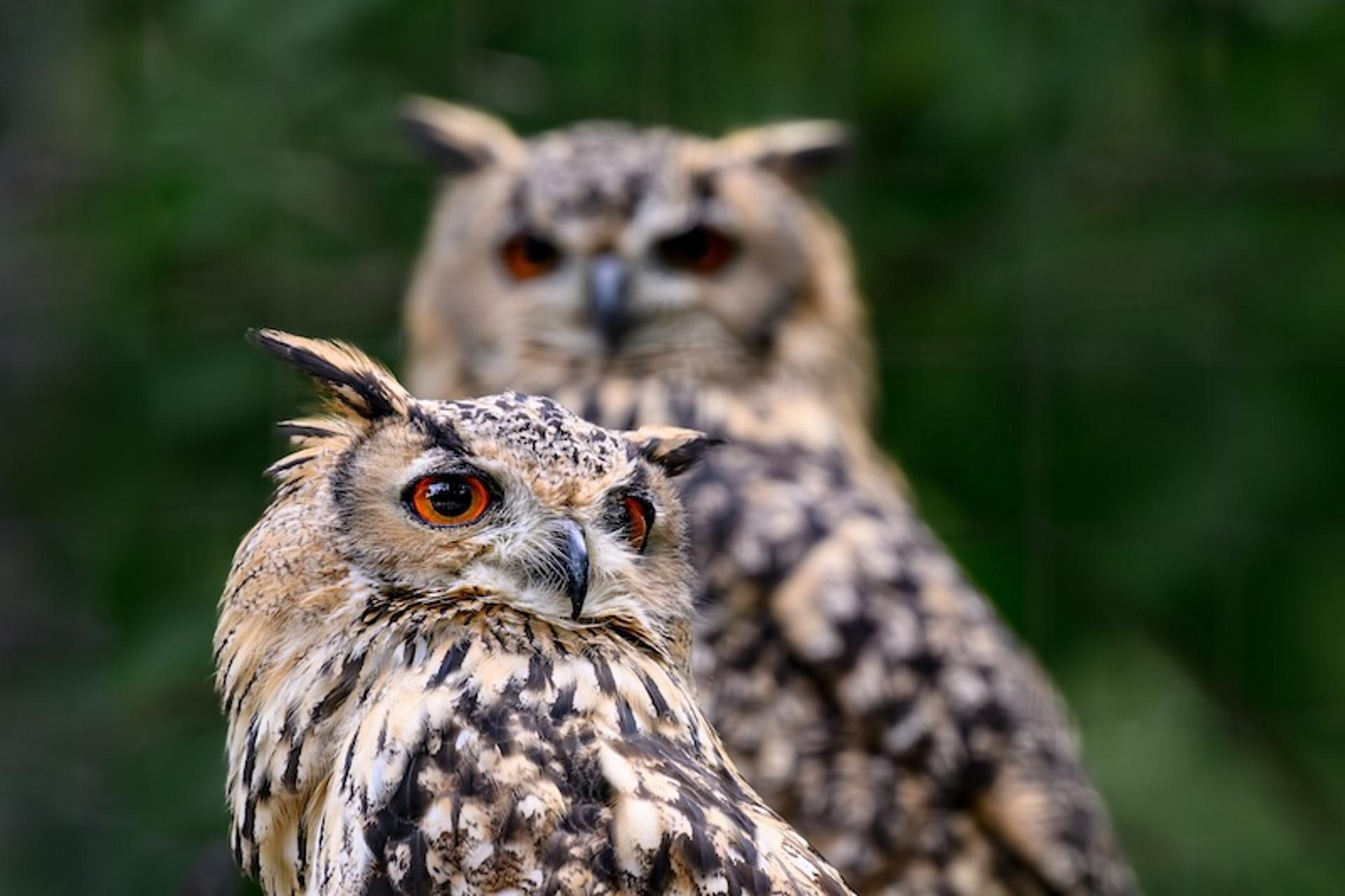 Eulen im Tierpark Stadt Haag
