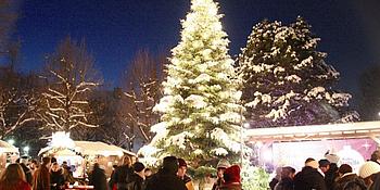 Weihnachtsbaum im Weihnachtsdorf Altes AKH