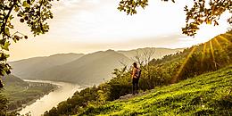 Blick über die Wachau mit Weingärten, der Donau 
