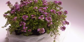 Thymianstrauch mit lila Blüten in weißer Tüte
