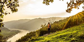 Blick über die Wachau mit Weingärten, der Donau 