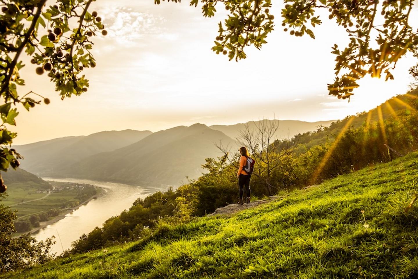 Blick über die Wachau mit Weingärten, der Donau 