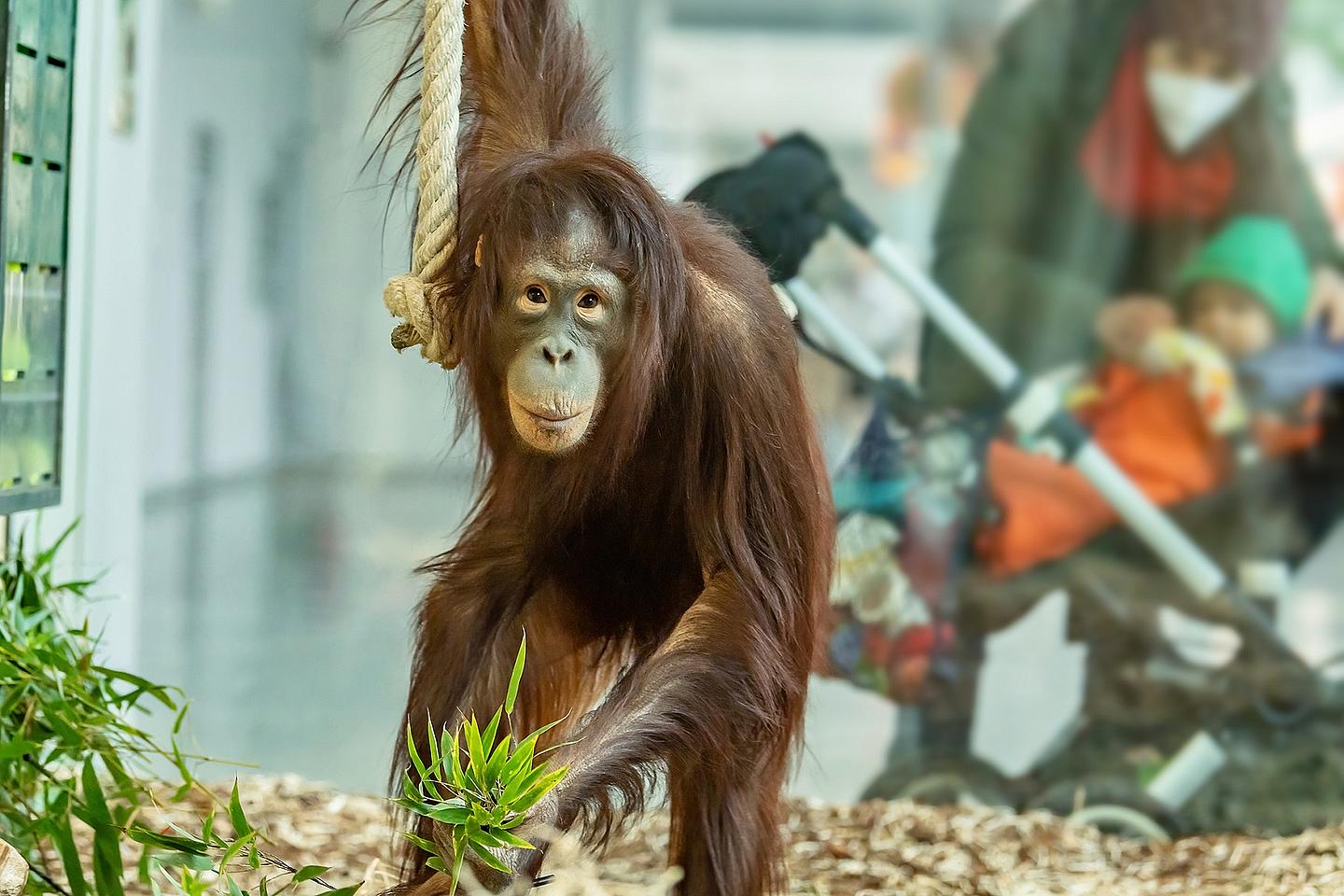 Orang-Utan im Tiergarten Schönbrunn