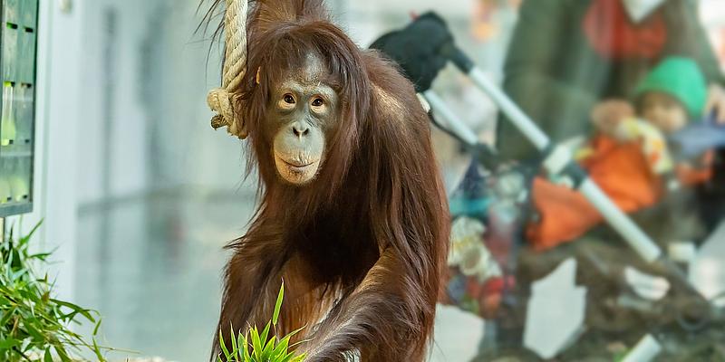 Orang-Utan im Tiergarten Schönbrunn