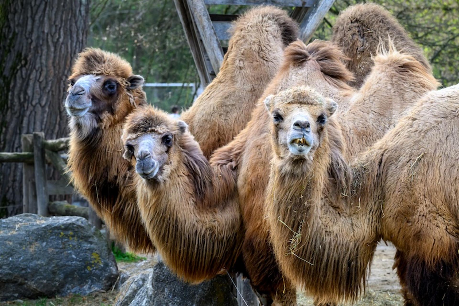 Kamele im Tierpark Stadt Haag