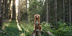 Hund im Wald Hund sitzt im Wald auf einem Baumstamm