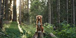 Hund sitzt im Wald auf einem Baumstamm