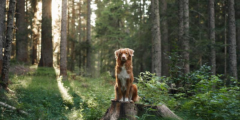 Hund im Wald Hund sitzt im Wald auf einem Baumstamm