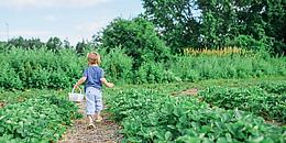 Bub mit Korb in Erdbeerfeld