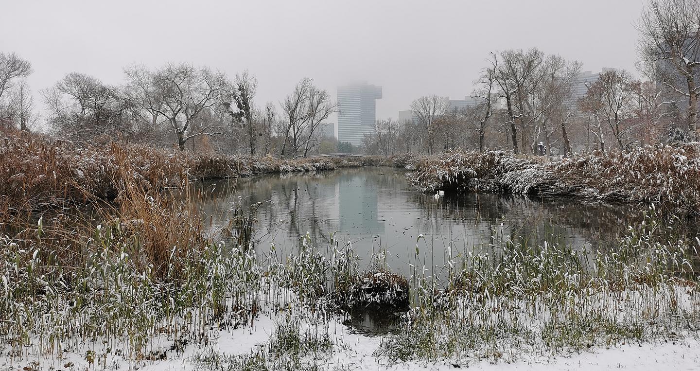 Ein Teich ist umgeben von schneebedeckten Bäumen und Sträuchern, während im Hintergrund ein paar Hochhäuser zu sehen sind