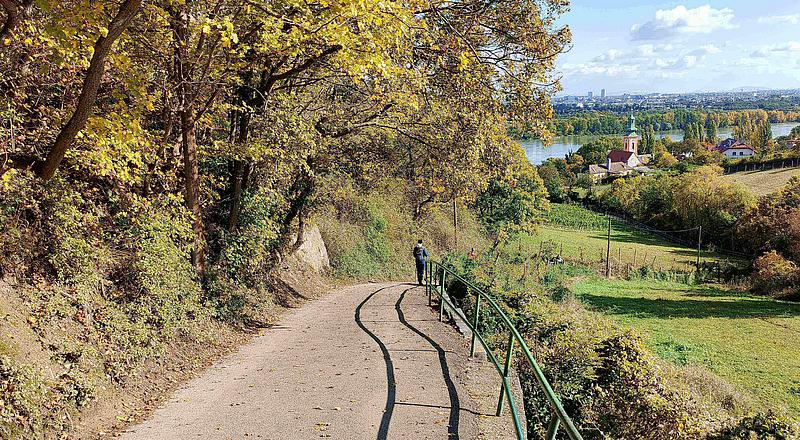 Eine enge Straße führt bergab an einem grünen Geländer vorbei während herbstliche Bäume über die Straße ragen. Ein Wanderer ist von hinten zu sehen.