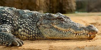 Krokodil
