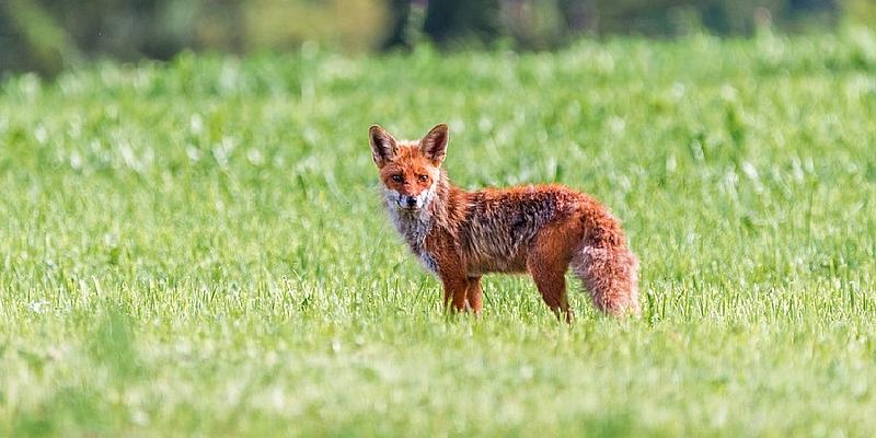 Fuchs auf einer Wiese mit Blick in die Kamera.