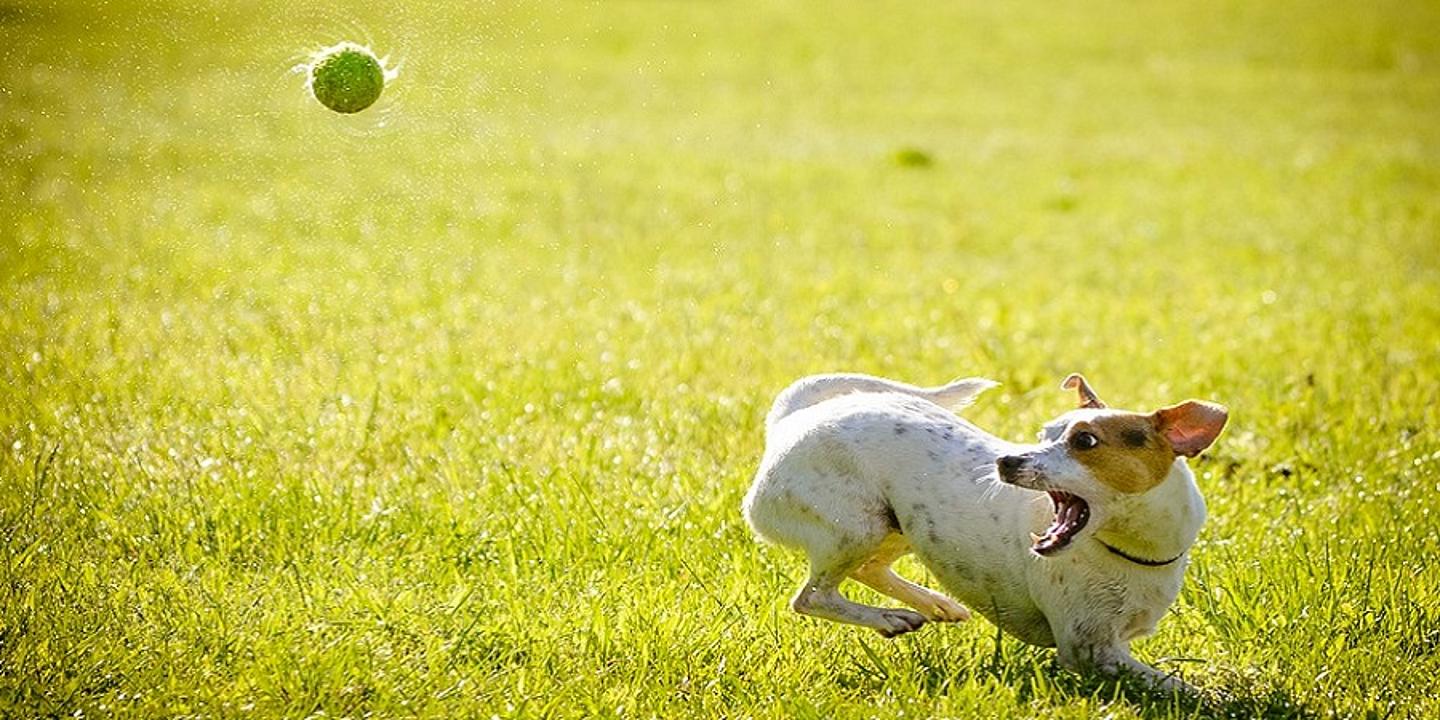 Kleiner Hund jagt Ball hinterher