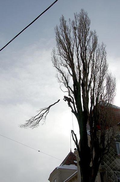 Mann schneidet Ast einer hohen Pappel ohne Blätter ab
