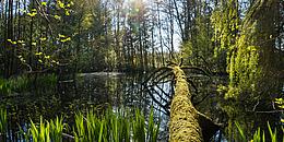 Teich mit Baumstamm