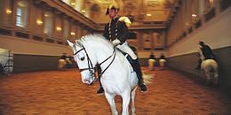 Bereiter mit Lipizzaner in der Winterreitschule der Hofreitschule in Wien.