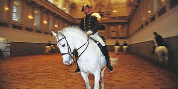 Bereiter mit Lipizzaner in der Winterreitschule der Hofreitschule in Wien.