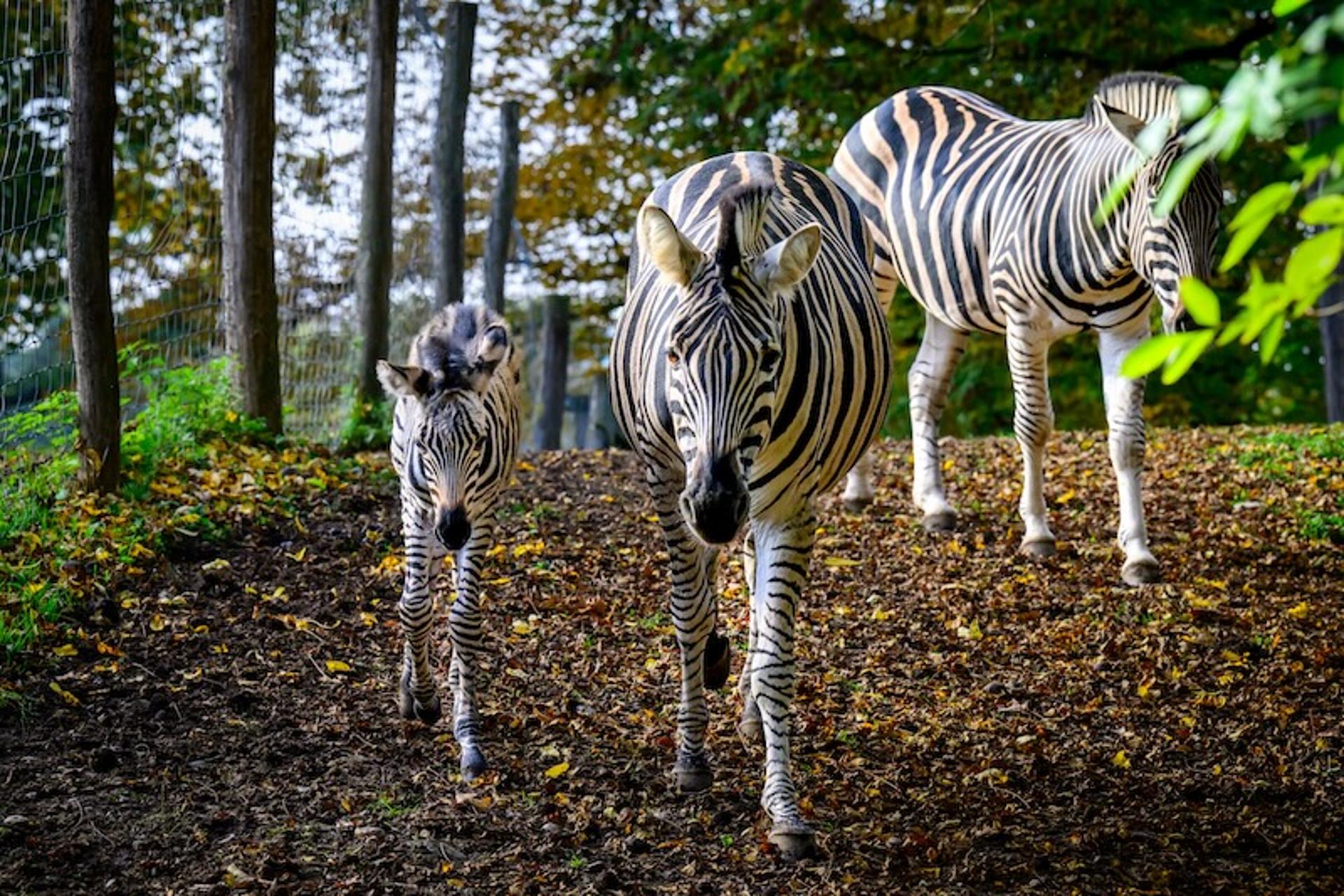 Zebras im Tierpark Stadt Haag