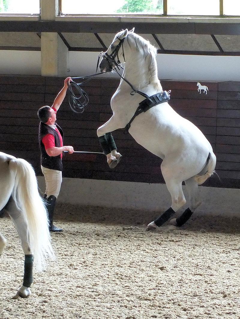 Lipizzaner bei der Dressur