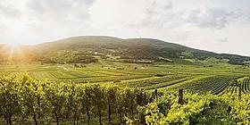 Der Wienerwald: ein harmonischer Mix aus Wäldern, Wegen und Ausflugszielen, ideal für Wanderungen, Kultur und Erholung nahe Wien.