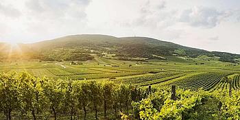 Der Wienerwald: ein harmonischer Mix aus Wäldern, Wegen und Ausflugszielen, ideal für Wanderungen, Kultur und Erholung nahe Wien.