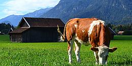 Braun-weiß-gefleckte Kuh auf einer Weide