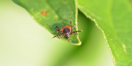 Zecke auf Blatt