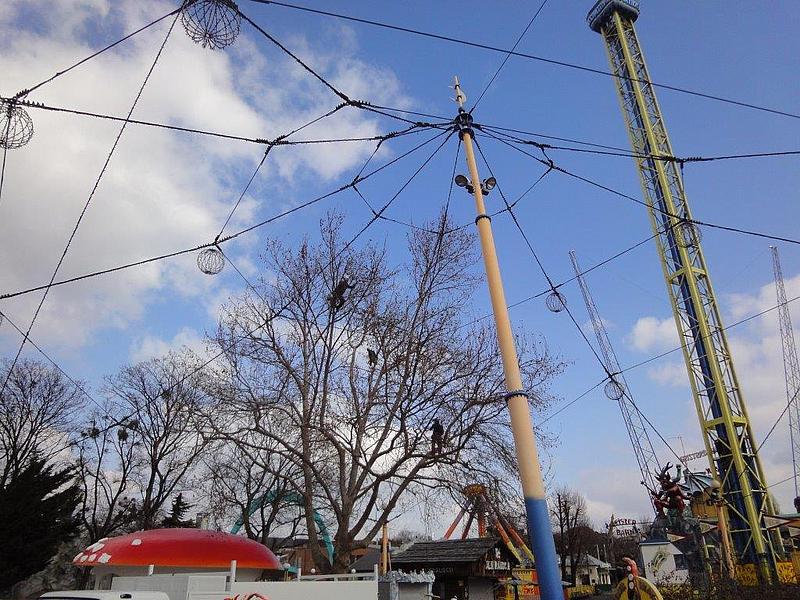 Baum ohne Blätter im Wiener Prater