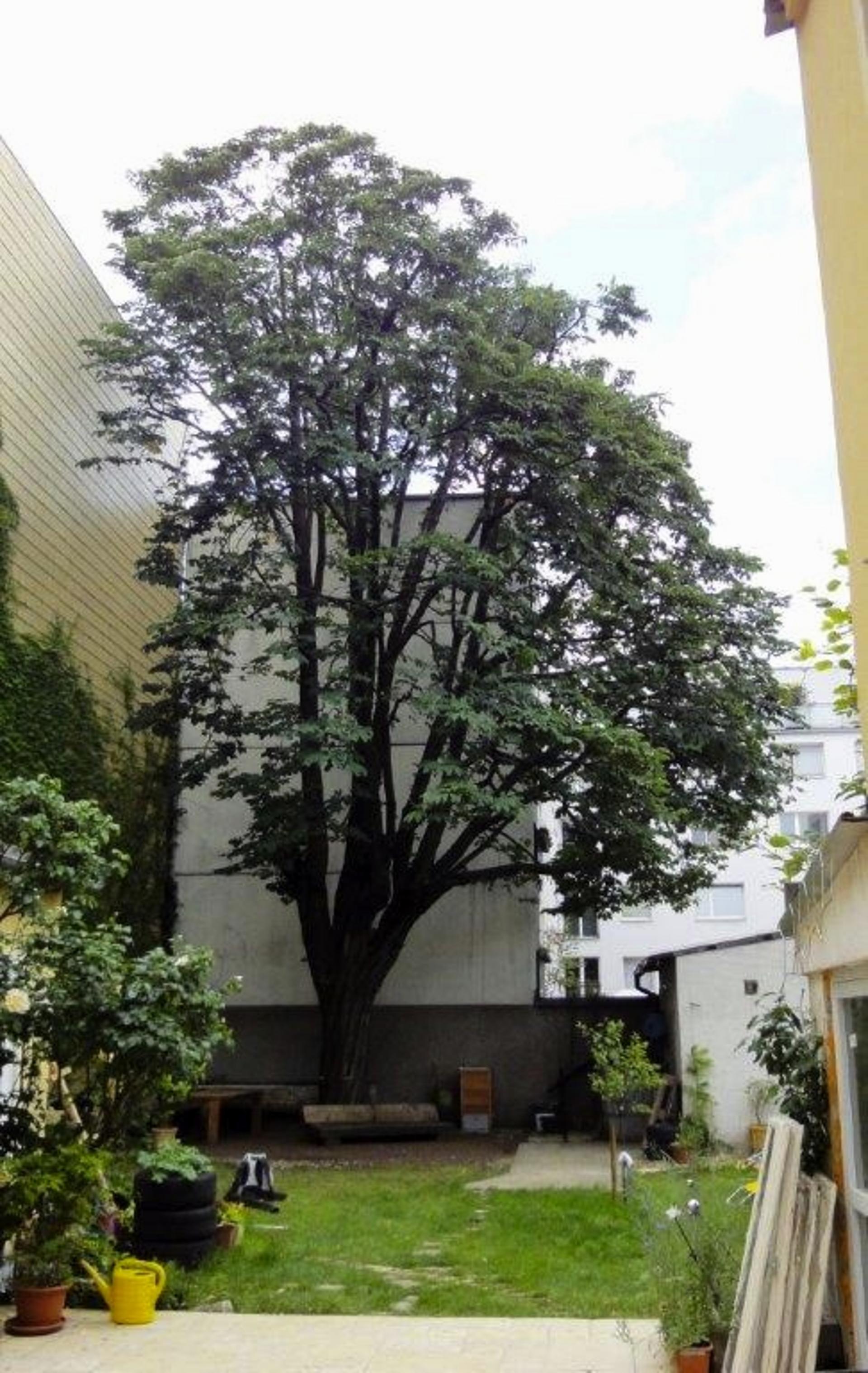 Großer Baum ausgelichtet