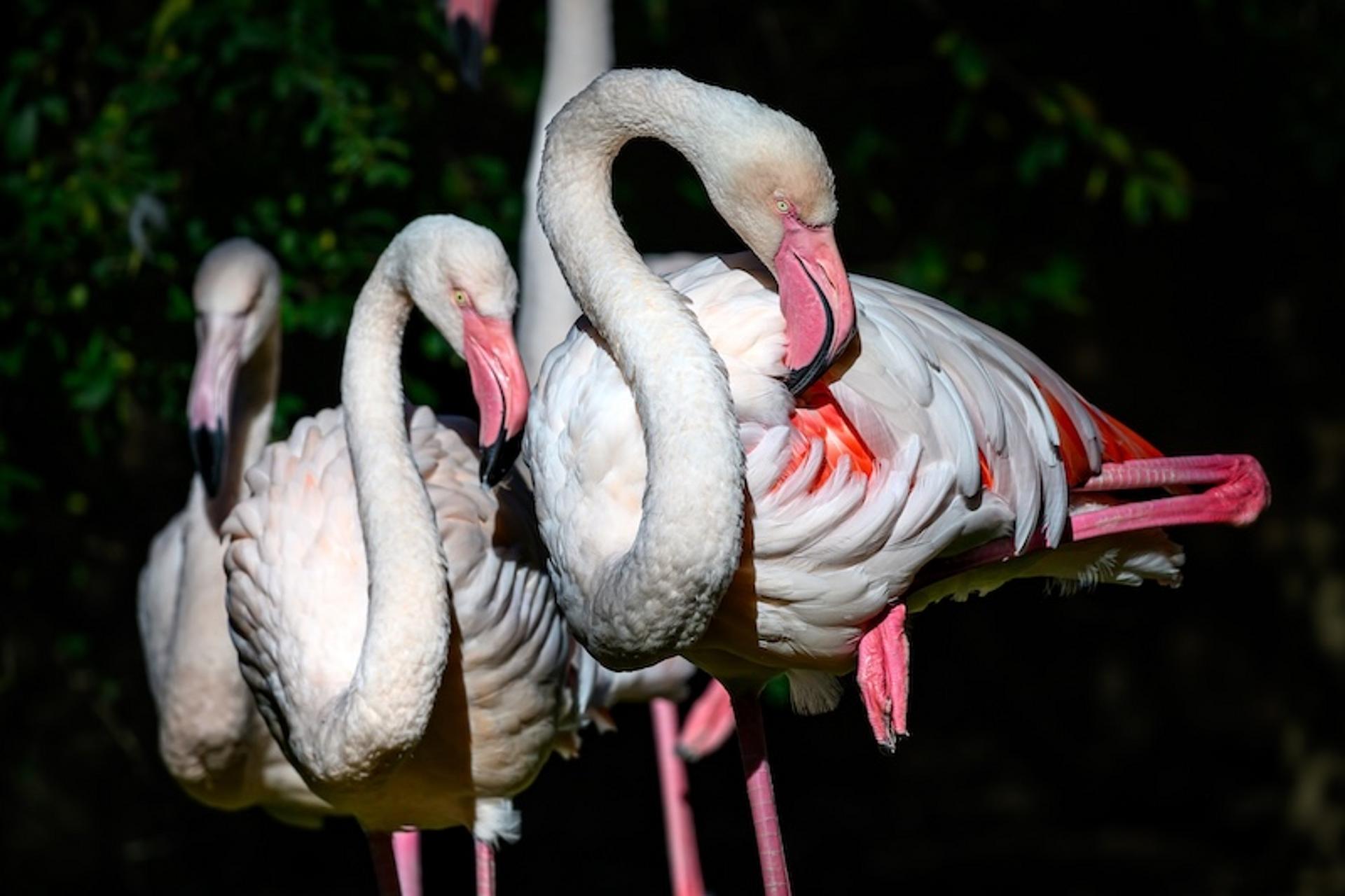 Flamingos im Tierpark Stadt Haag