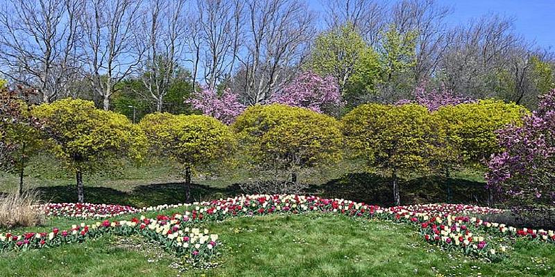 Bäume und blühende Blumen
