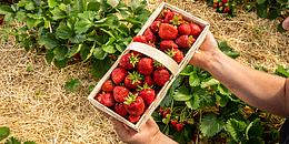 Mann hält Erdbeeren in einem Körbchen