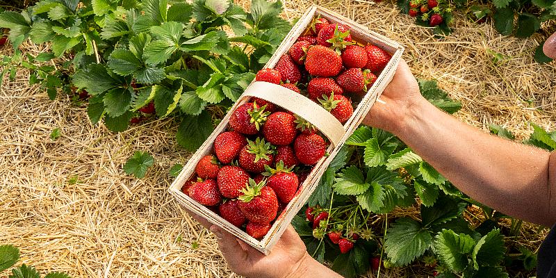 Mann hält Erdbeeren in einem Körbchen