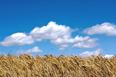 Getreidefeld vor blauem Himmel, über den weiße Schäfchenwolken ziehen