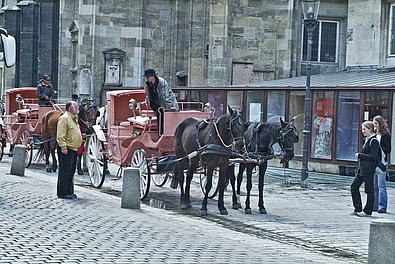Fiaker, die am Fuße des Stephansdoms auf Kundschaft warten.