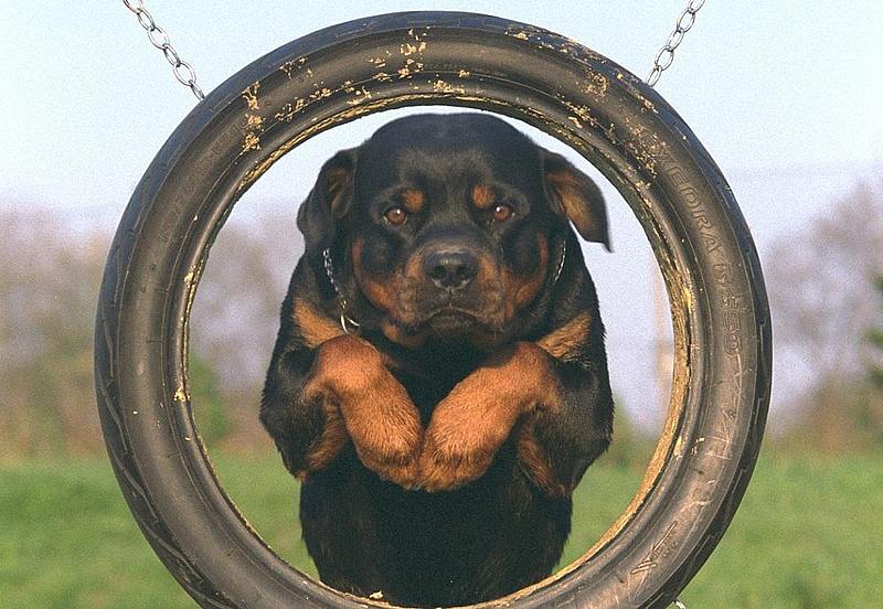 Hund springt durch einen Reife