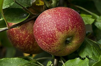Roter Apfel vor grünen Blättern