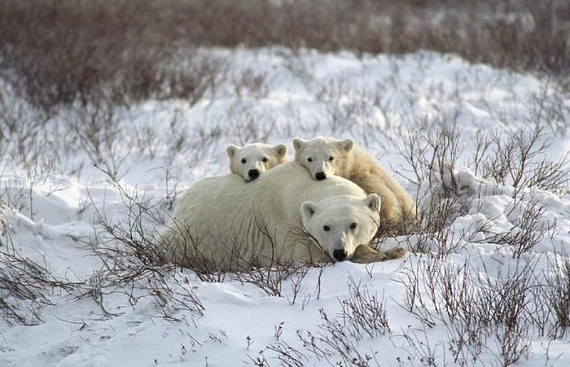 Eisbären-in-freier-Wildbahn-Tier-und Artenschutz-Schönbrunn
